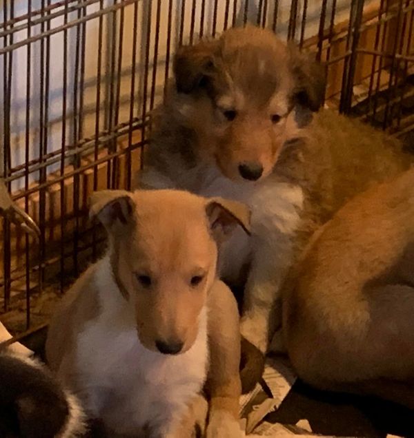 Puppy Litter Info