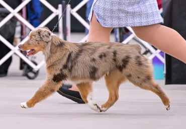 red merle miniature american shepherd conformation