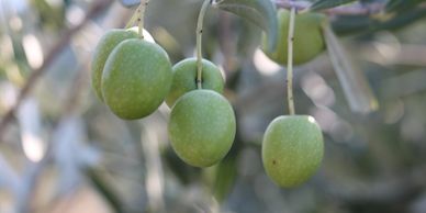 Manzanilla zeytin fidanı