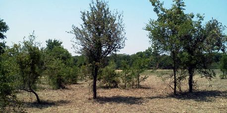 Removing cedar, unwanted vegetation and invasive species by brush clearing and shredding in Era, Tx.