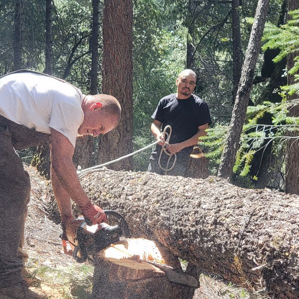 Two men cutting a large tree trunk with a chainsaw in a forest.