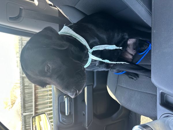 Black dog wearing a light blue scarf sitting inside a car.