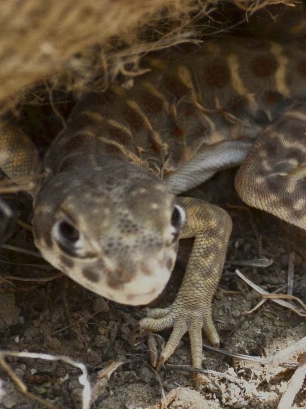 A lizard partially hidden under dry grass on soil.