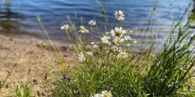 Wild flowers on the beach