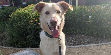 happy white and tan dog sitting in a park