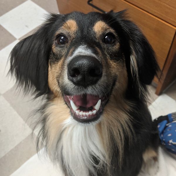 Happy black and tan long haired dog