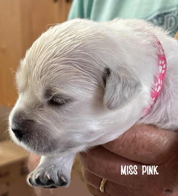 As of 6.27.25, these 5 have opened their eyes and are likely hearing now!  Almost all are 2+ lbs!
