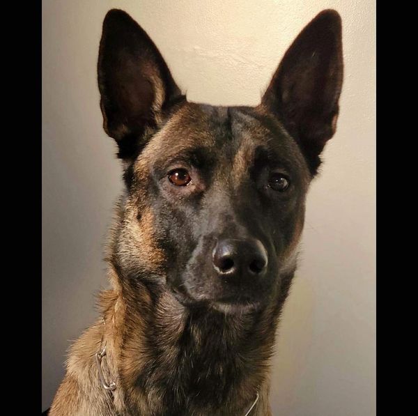 Cora