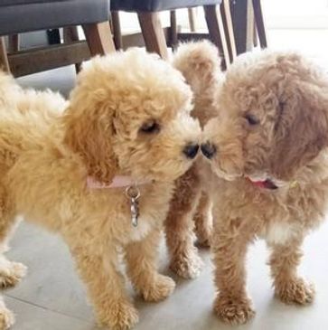 Two poodles kissing