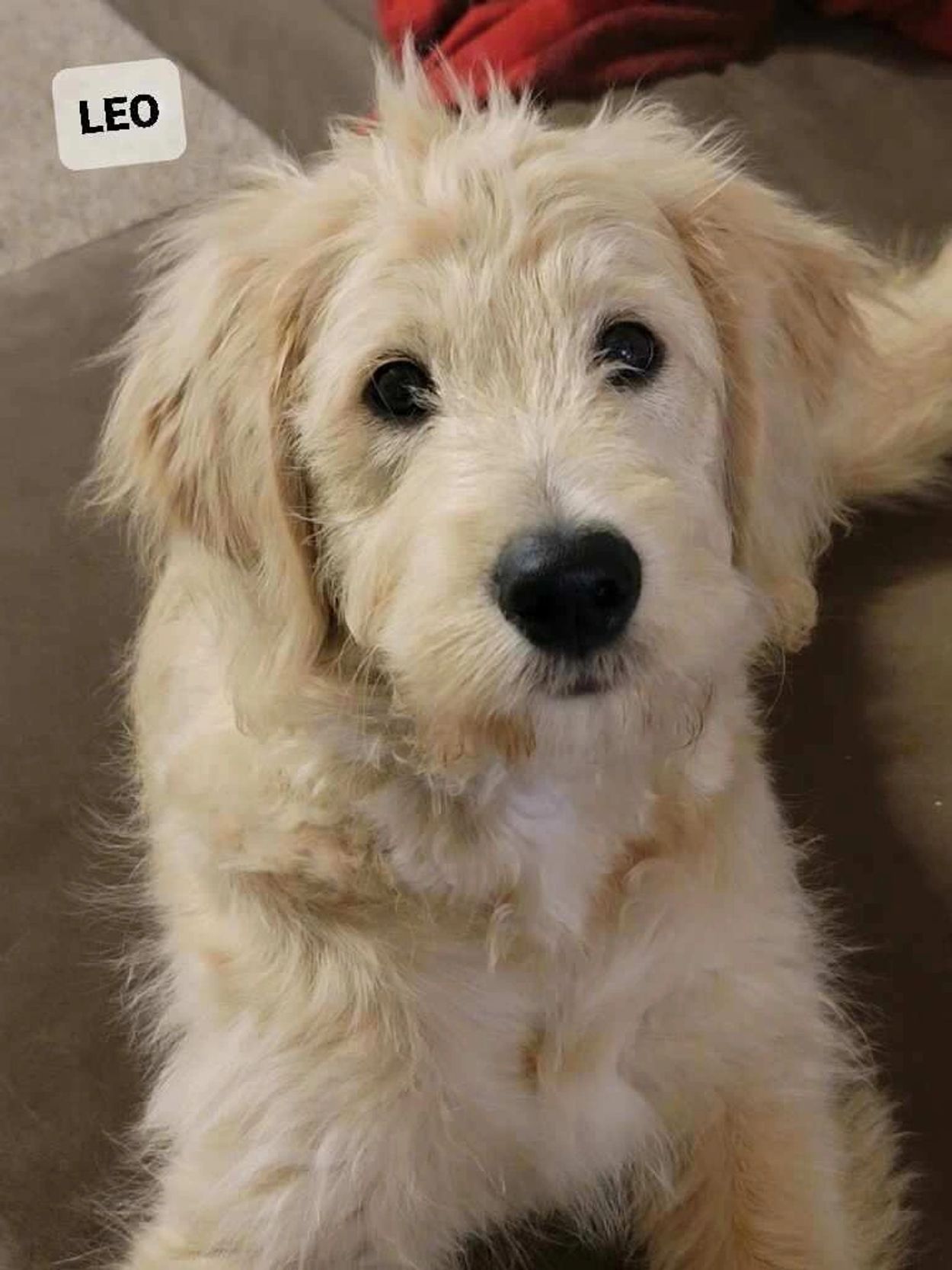 Leo puppy see on the front