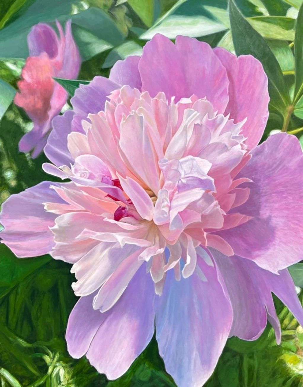 Pink Peony 48x60 Acrylic on Canvas