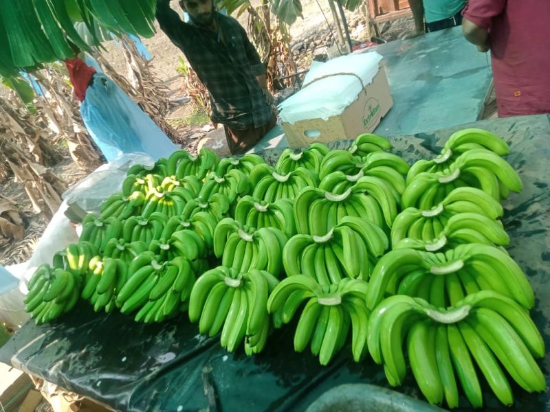 BANANA.jpeg