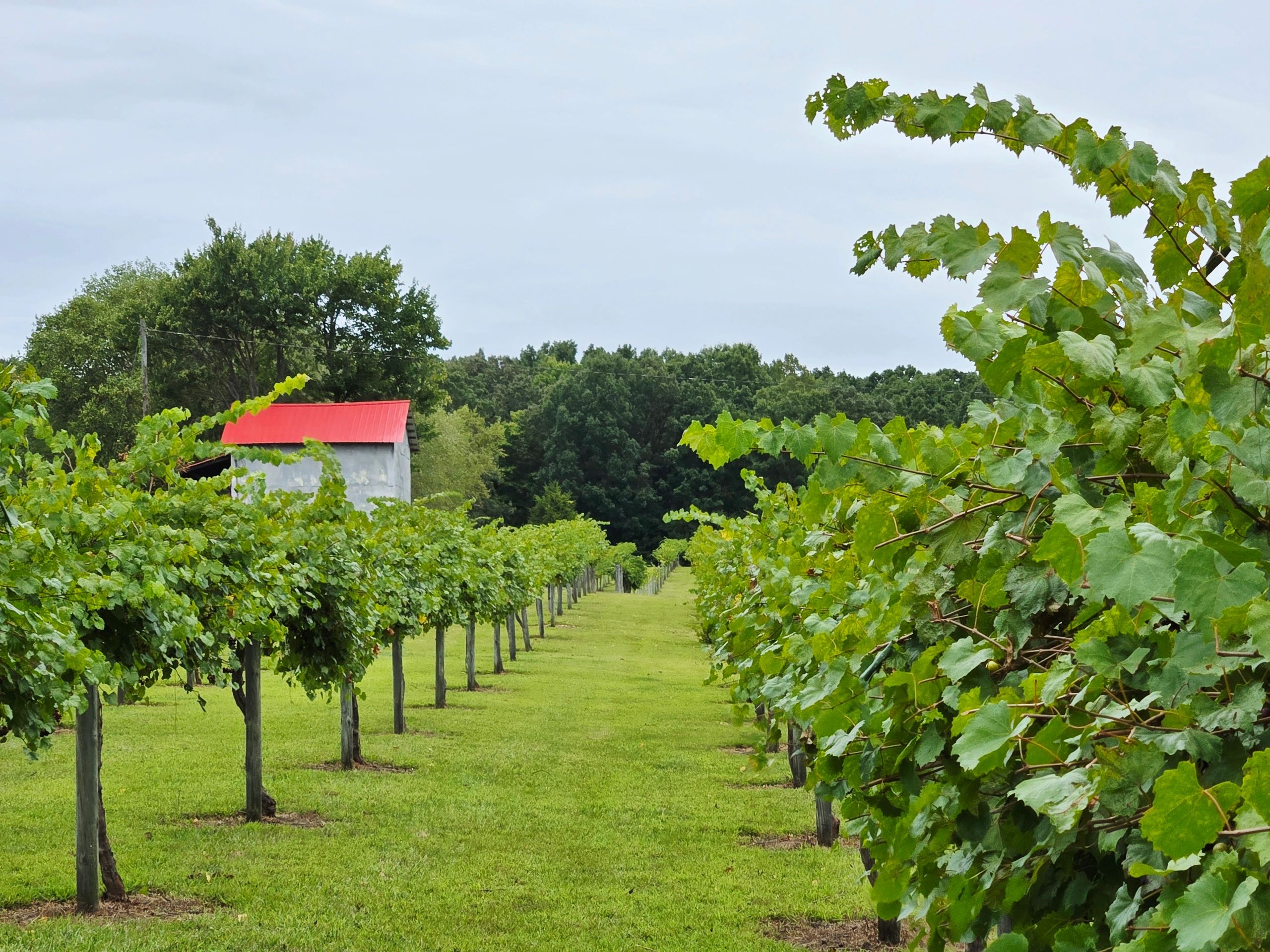 Riverbirch Vineyards photo 2