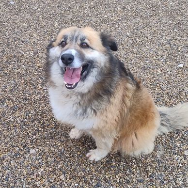 Fluffy dog sitting happily on gravel with a big smile.