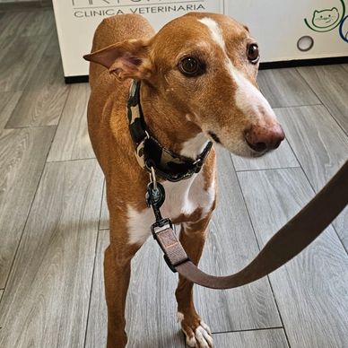 Brown and white dog on a leash at a veterinary clinic.