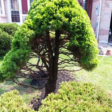 Alberta Spruce- Inner trunk and networking branches covered with a hooded cloak of green.