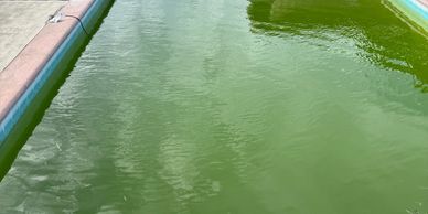 A pool filled with green, algae-covered water.