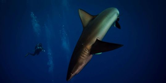 Galapagos Shark @ Socorros Islands