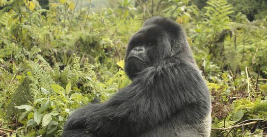 Silverback Mountain Gorilla @ Rwanda's Volcanoes National Park