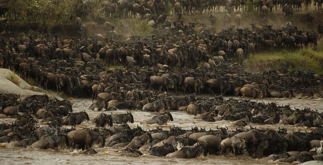 Great Migration wildebeest crossing