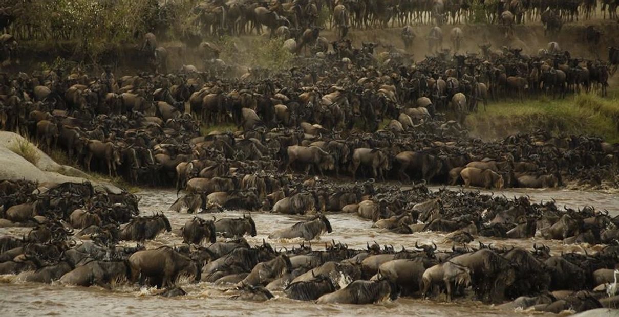 Great Migration wildebeest crossing