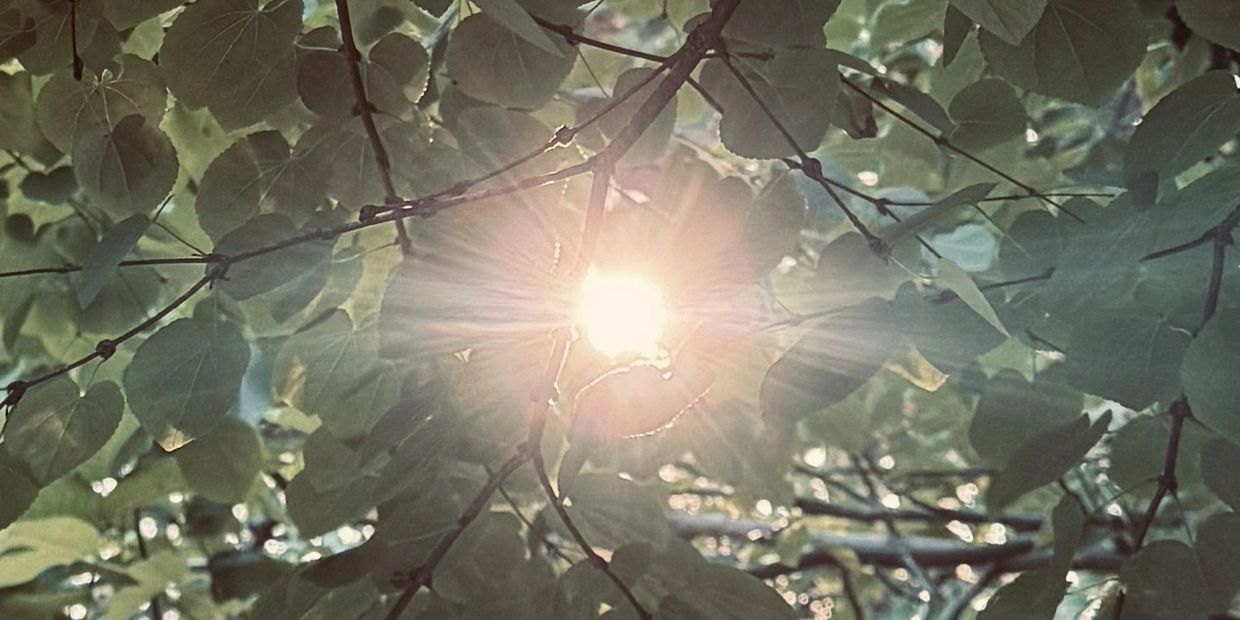 Sunlight shining through green leaves on tree branches.