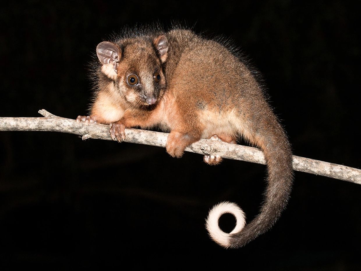 Photograph of ring-tailed possum on a branch