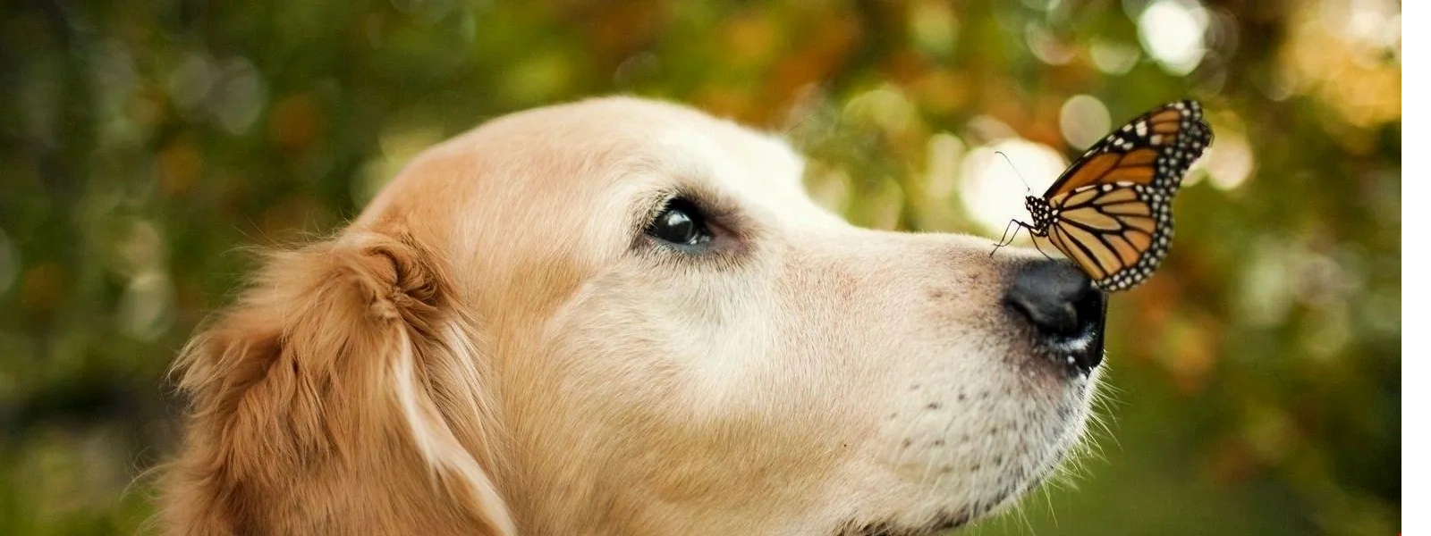 Pet Tales Veterinary Clinic Pet Tales Veterinary Clinic