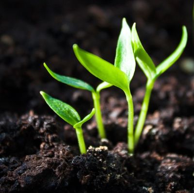 Young green seedlings sprouting from dark soil.