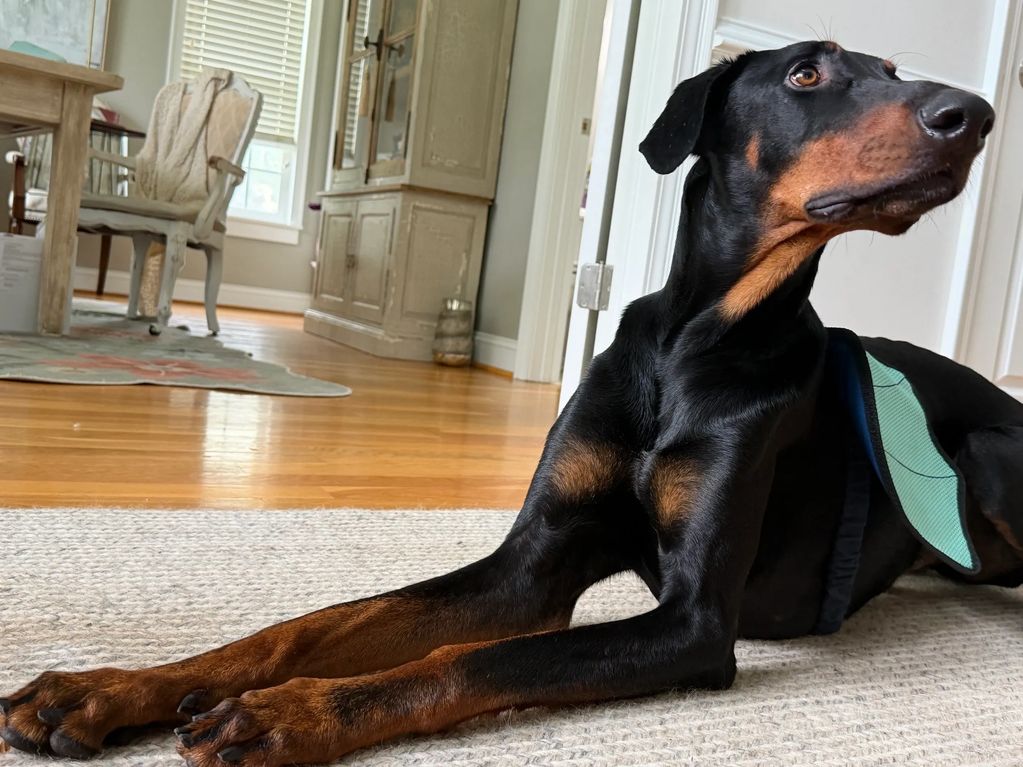 Meet Dino the dinosaur. This boy is gentle and calm. He is a 10 out of 10 Velcro. He has three years