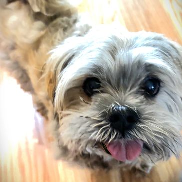 Close-up of a small fluffy dog with its tongue out.