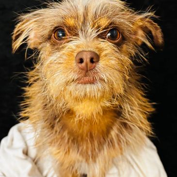 Close-up of a scruffy brown dog with expressive eyes against a black background.