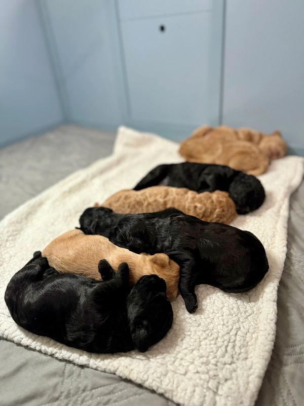 4 Black (All Male), 4 Cream (2 Female, 2 Male).  