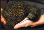 KIWI SLEEP AT HOME