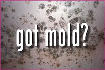 mold 