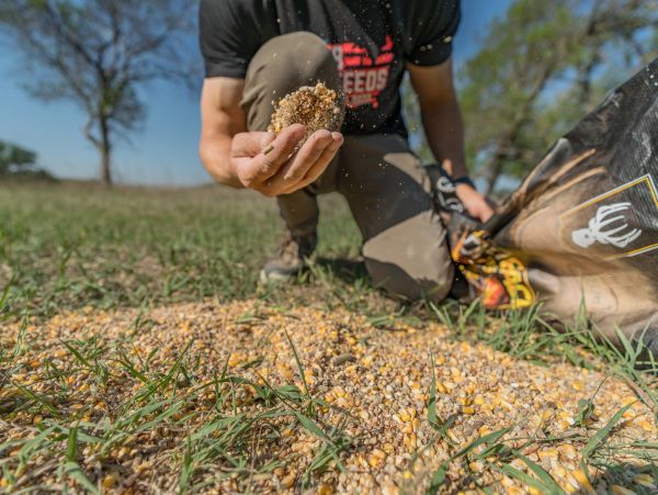 A person spreading feed on the ground outdoors.