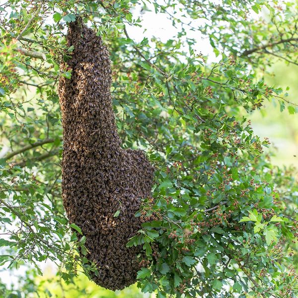 Bee swarm in tree