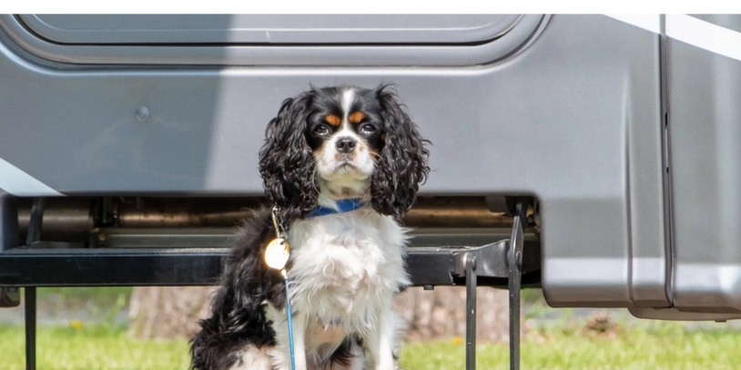 Jim  and Carol's King Charles Cavalier, Trixie