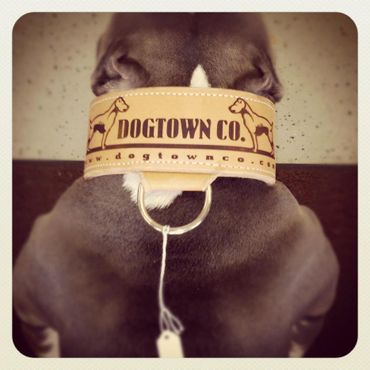 Dogtown Company Dog Accessories, Dog Collars, & Leashes