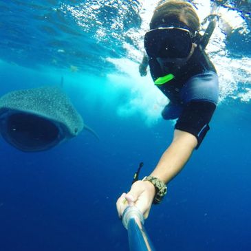 whale shark tours