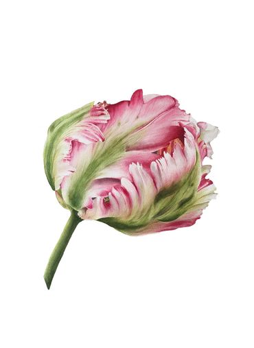 Watercolour painting of a pink parrot tulip flower on white background

