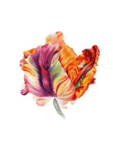 Watercolour painting of a red yellow parrot tulip flower