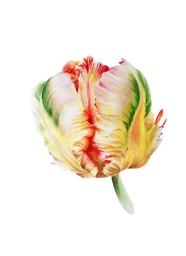 Watercolour painting of a yellow red parrot tulip flower