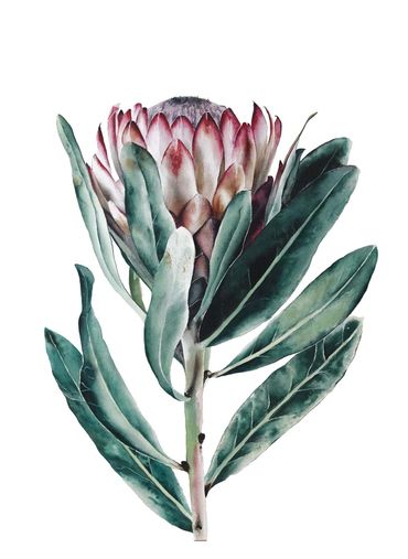 Watercolour painting of a South African protea flower