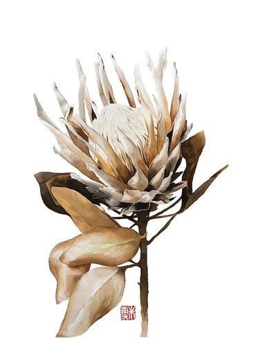 Watercolour painting of a sepia brown protea flower on white background