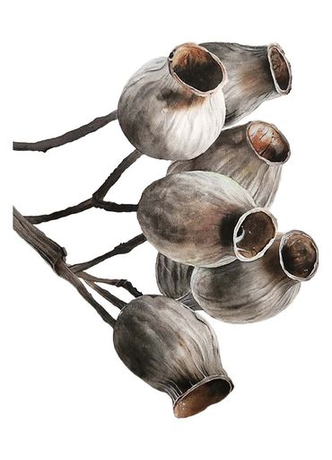 Watercolour painting of seed pods