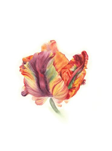 A vibrant, multicolored tulip with detailed petals on a white background.