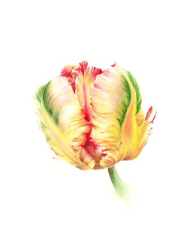 A close-up of a vibrant yellow and red tulip with green accents.