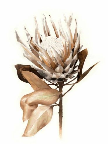 Artistic illustration of a protea flower with soft brown and white hues.