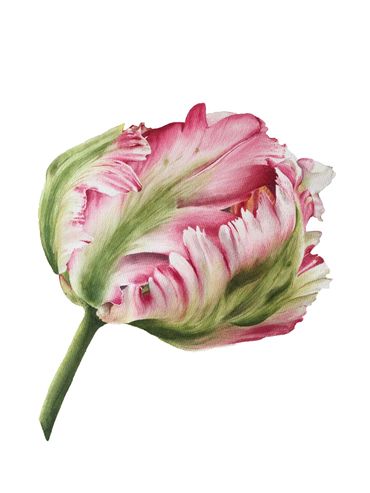 Close-up of a pink and green fringed tulip against a white background.